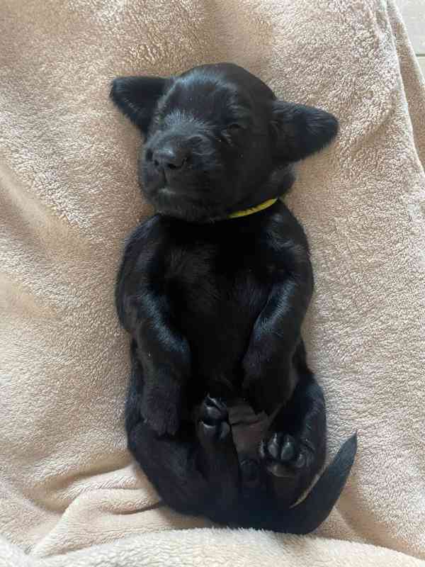 Flat coated retriever - štěňata s PP k zadání - foto 3