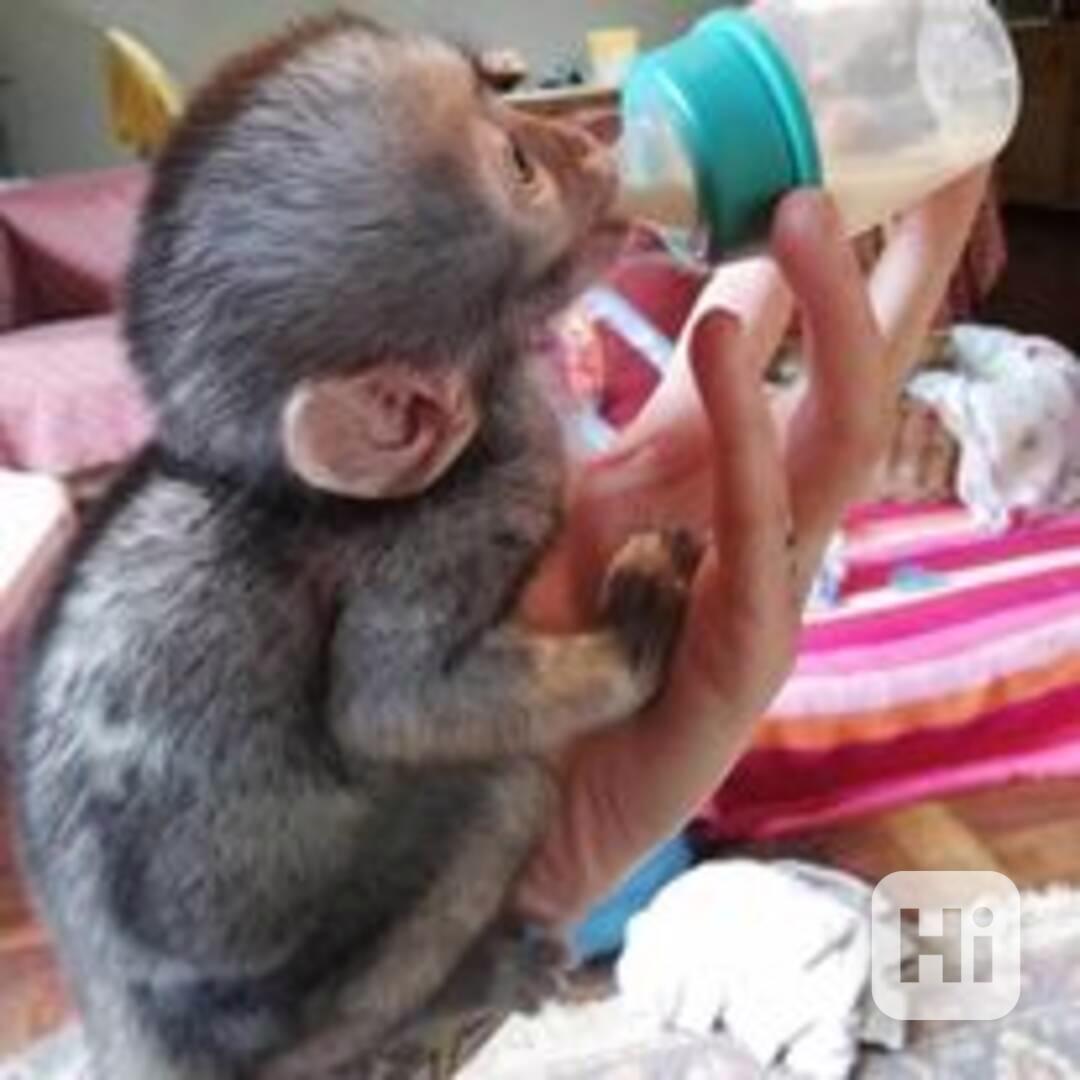 Mláďata kapucínů připravená k odběru - foto 1