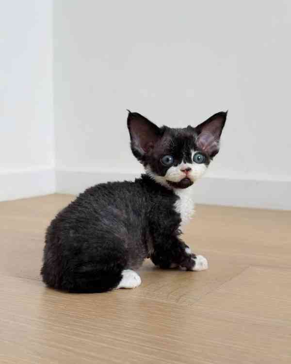 🌟 Kotě Devon Rex na prodej - foto 2