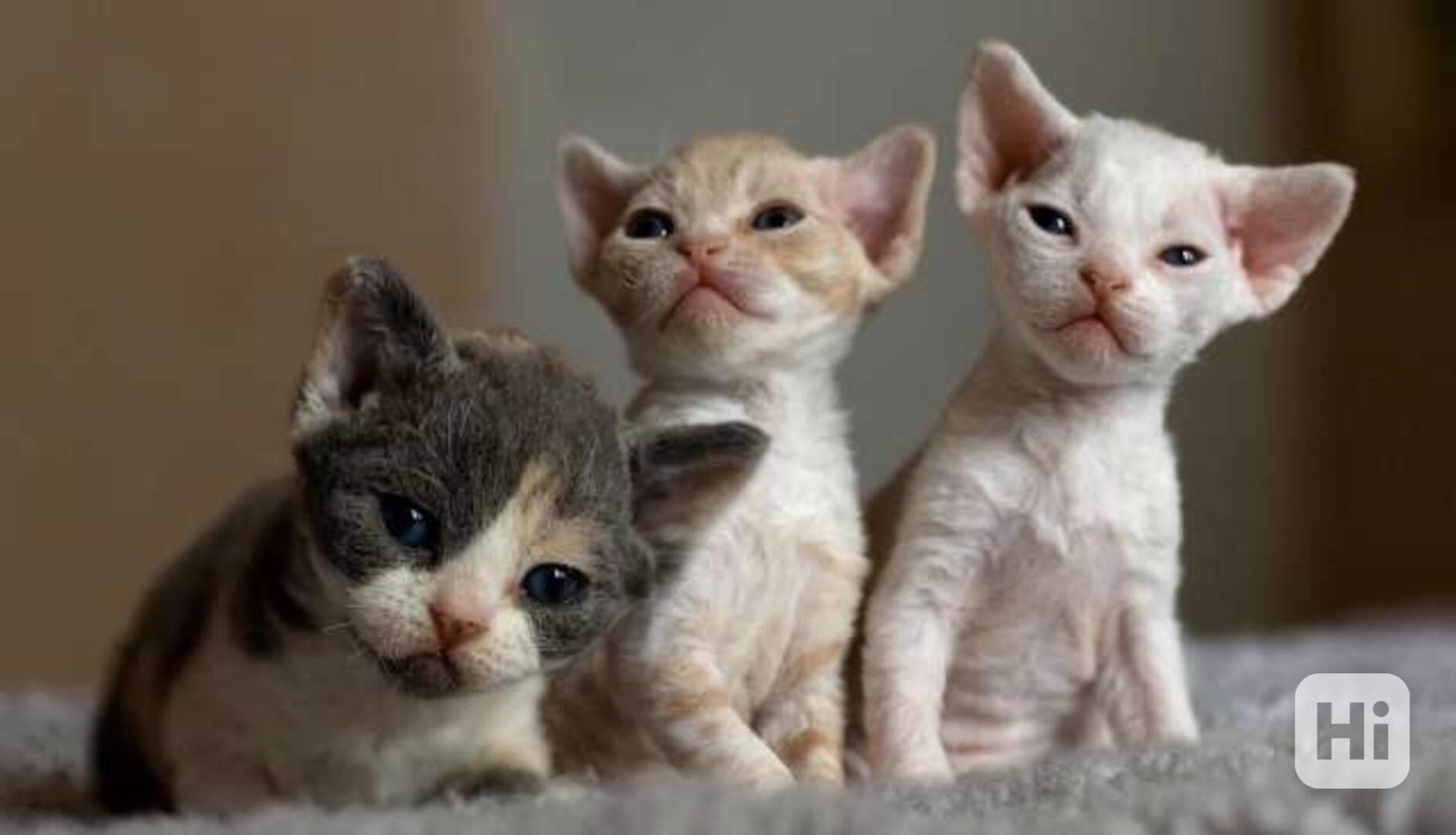 Koťátka Devon Rex - foto 1