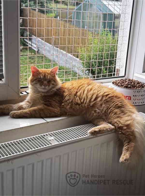 Věneček❤️slepý citlivý obřík❤️ - foto 3