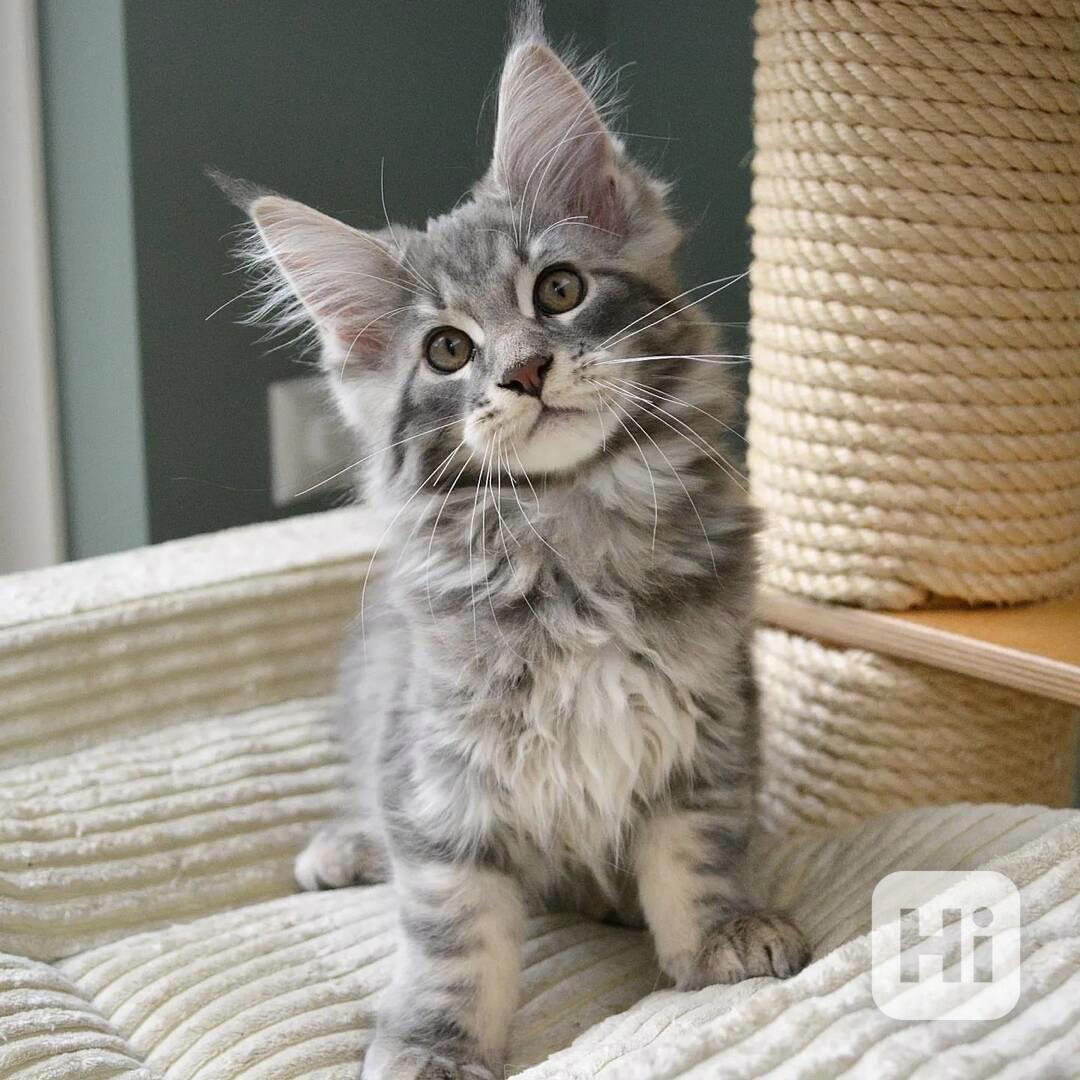 Dvě Mainská mývalí Koťata na prodej - foto 1