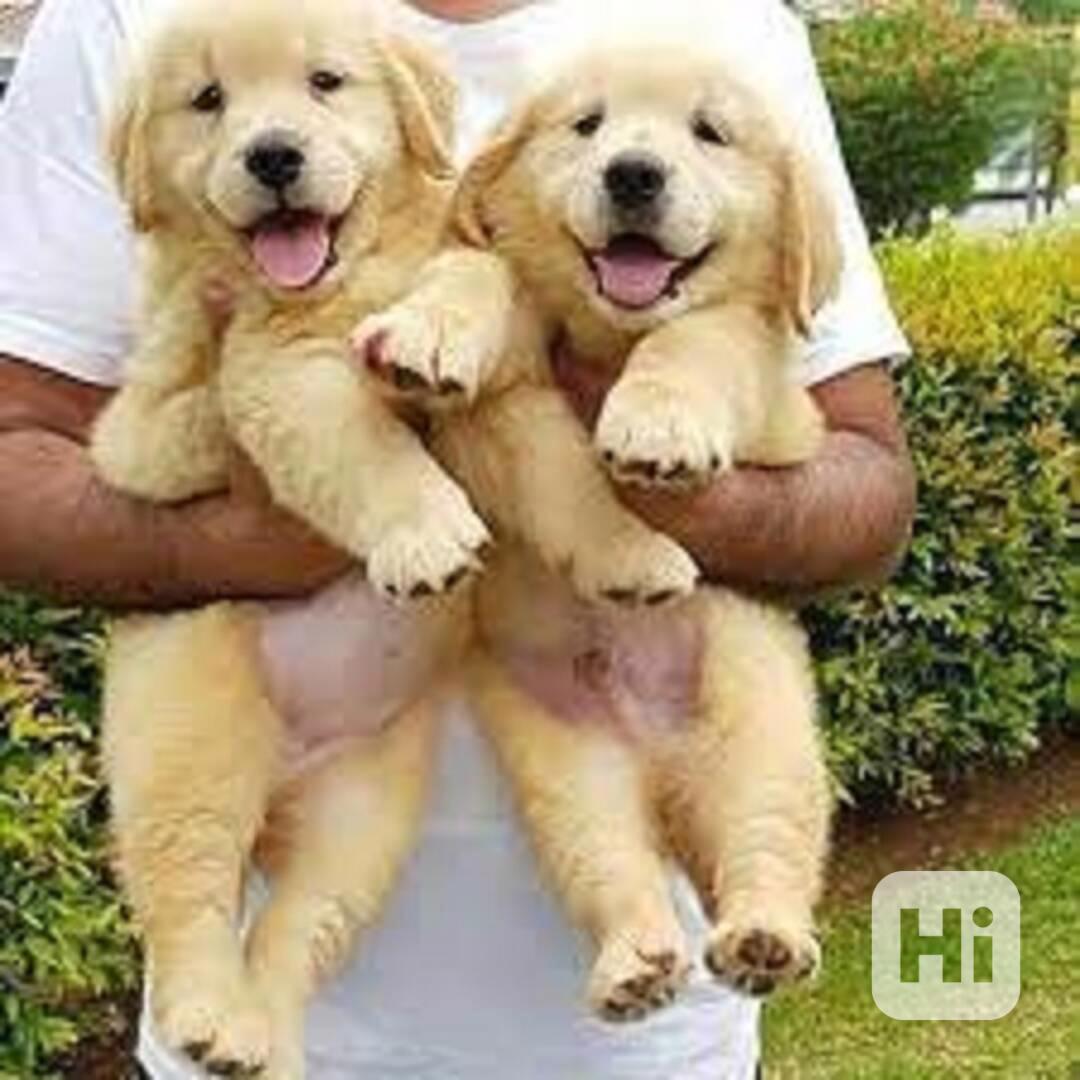 GOLDEN RETREIVER PUPPIES - foto 1