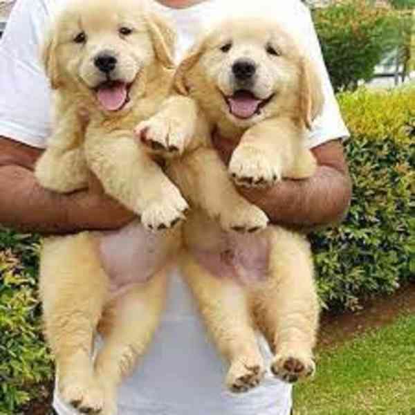 GOLDEN RETREIVER PUPPIES - foto 1