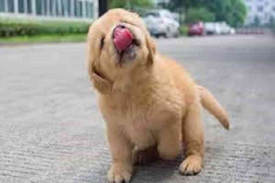 GOLDEN RETREIVER PUPPIES - foto 4