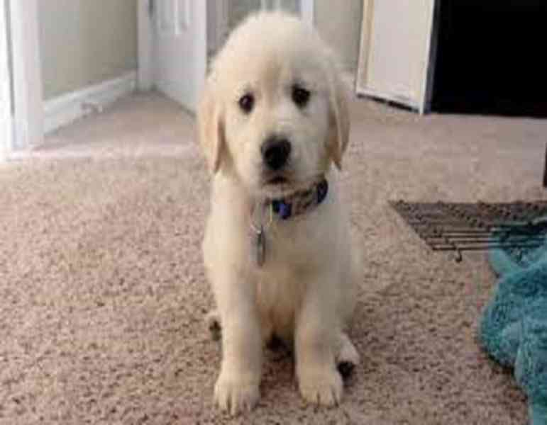 GOLDEN RETREIVER PUPPIES - foto 2