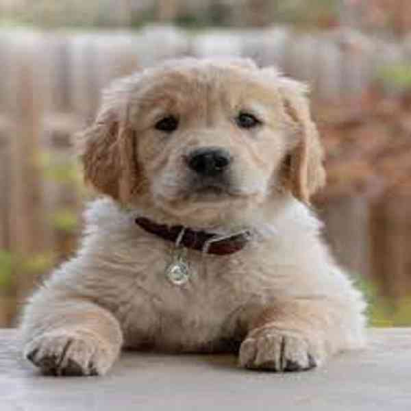 GOLDEN RETREIVER PUPPIES - foto 3