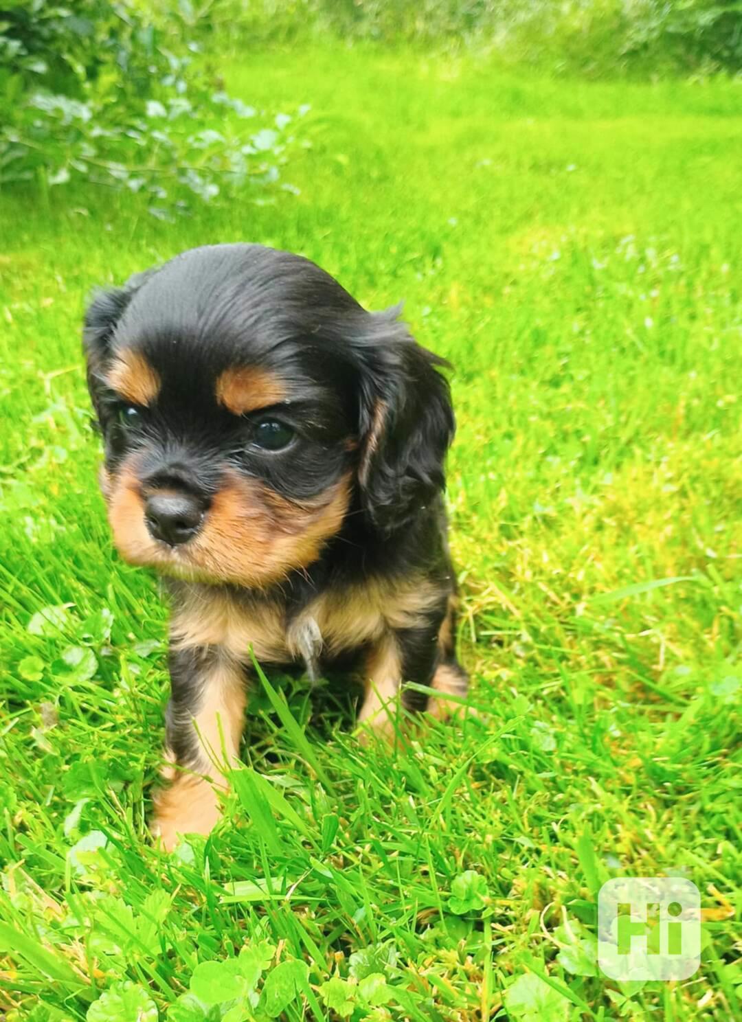 ROZTOMILÁ ŠTĚŇÁTKA KAVALÍR KING CHARLES SPANIEL - foto 1