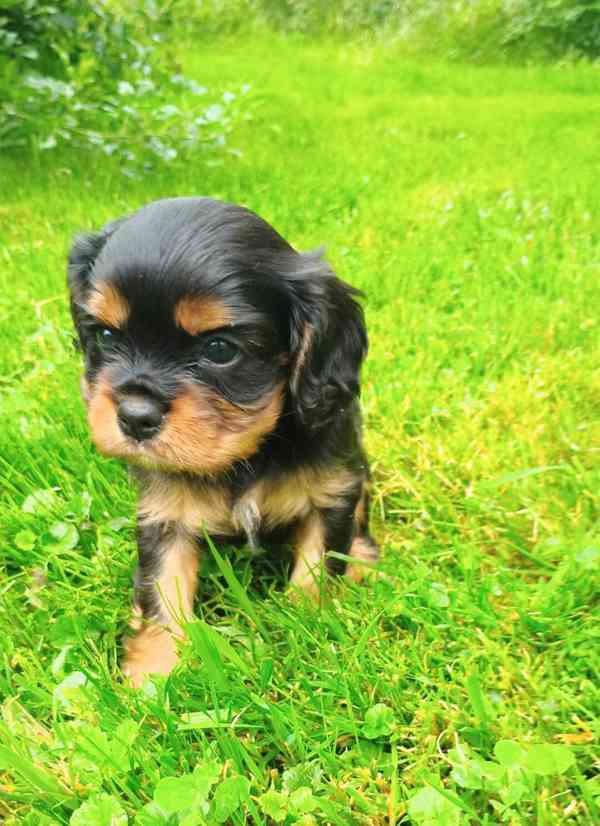 ROZTOMILÁ ŠTĚŇÁTKA KAVALÍR KING CHARLES SPANIEL - foto 1