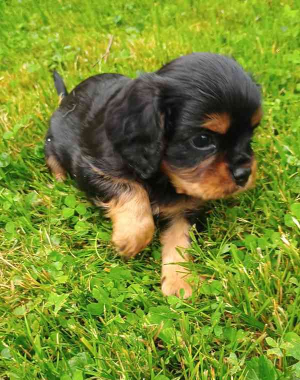 ROZTOMILÁ ŠTĚŇÁTKA KAVALÍR KING CHARLES SPANIEL - foto 2
