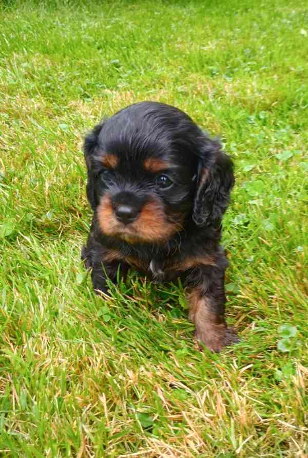 ROZTOMILÁ ŠTĚŇÁTKA KAVALÍR KING CHARLES SPANIEL - foto 4