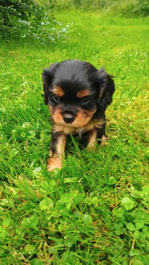 ROZTOMILÁ ŠTĚŇÁTKA KAVALÍR KING CHARLES SPANIEL - foto 3
