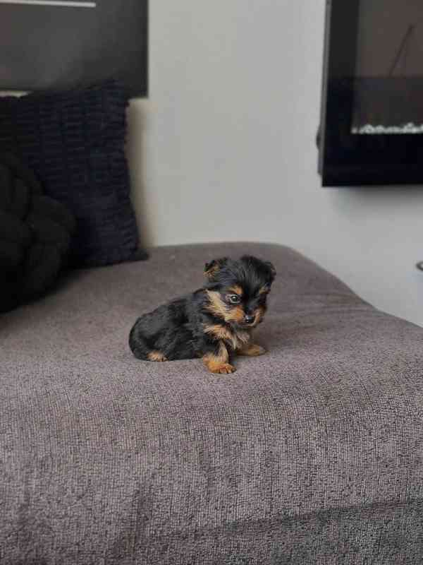 Yorkshire Terrier Puppy Available for Adoption 