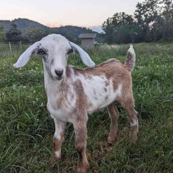Prodám zdravé kozy - foto 1