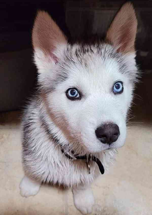 Zdarma dárek štěňata sibiřského huskyho k adopci   - foto 3