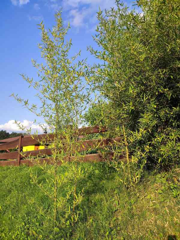 Nabízím velký zimovzdorný bambus Phyllostachys atrovaginata - foto 4