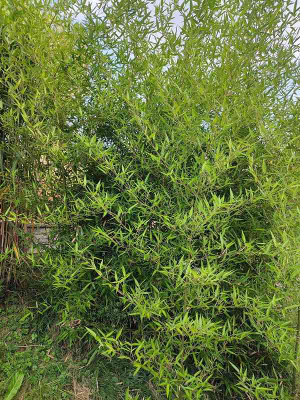 Nabízím velký zimovzdorný bambus Phyllostachys atrovaginata - foto 3