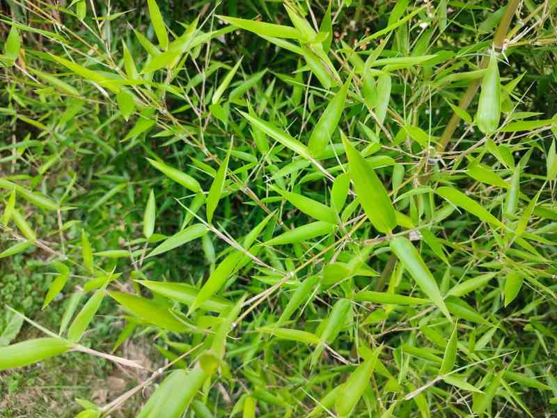 Nabízím velký zimovzdorný bambus Phyllostachys atrovaginata - foto 2