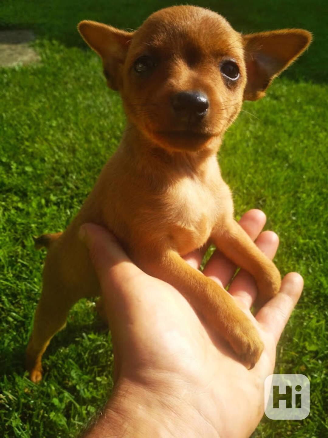 Štěňátka pinče - foto 1