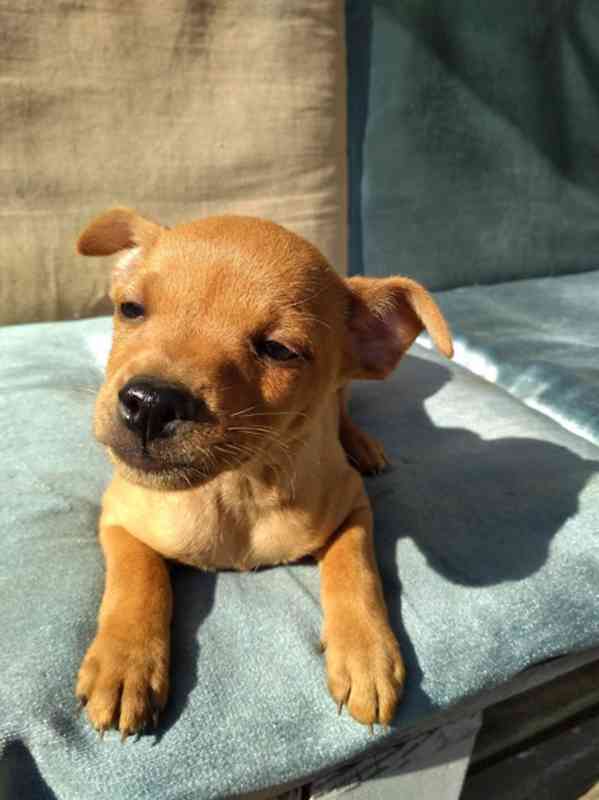 Štěňátka pinče - foto 3