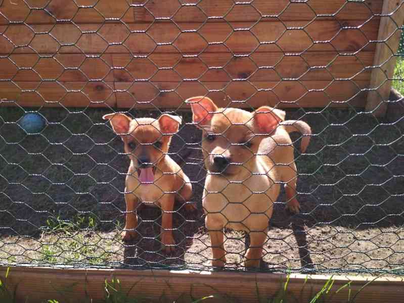 Štěňátka pinče - foto 4