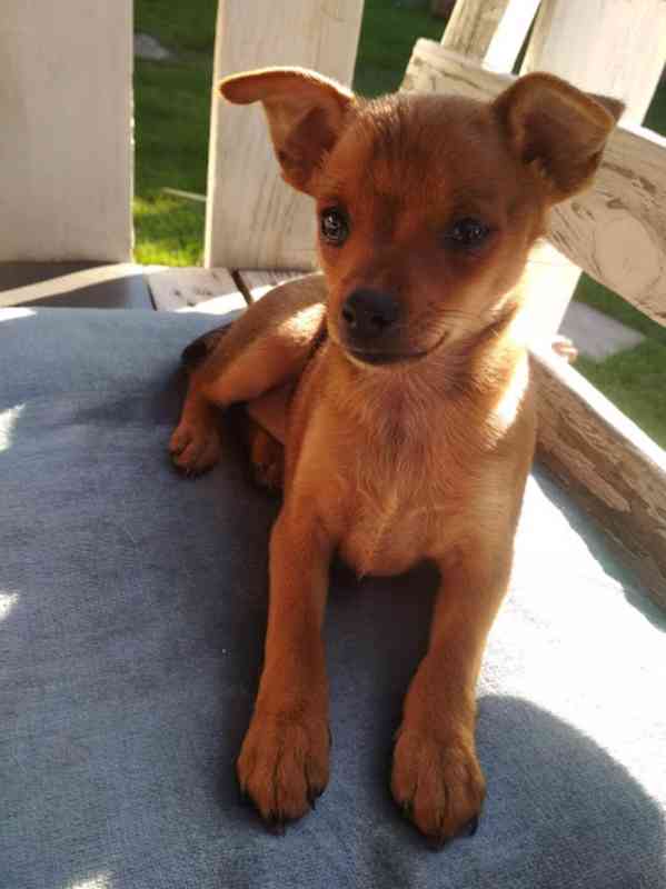 Štěňátka pinče - foto 5