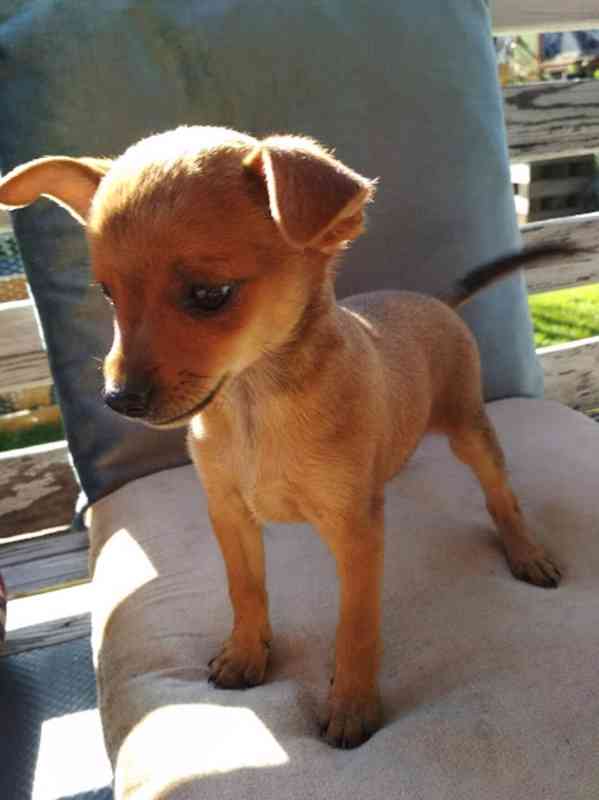 Štěňátka pinče - foto 2