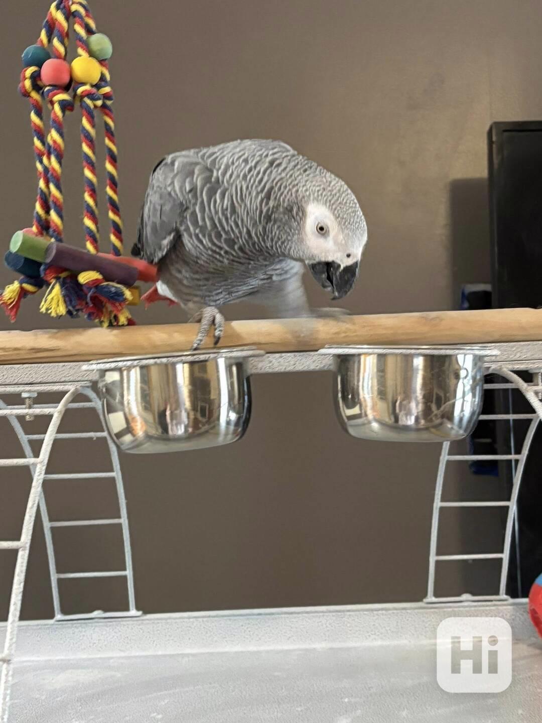 Zdravý papoušek šedý - foto 1