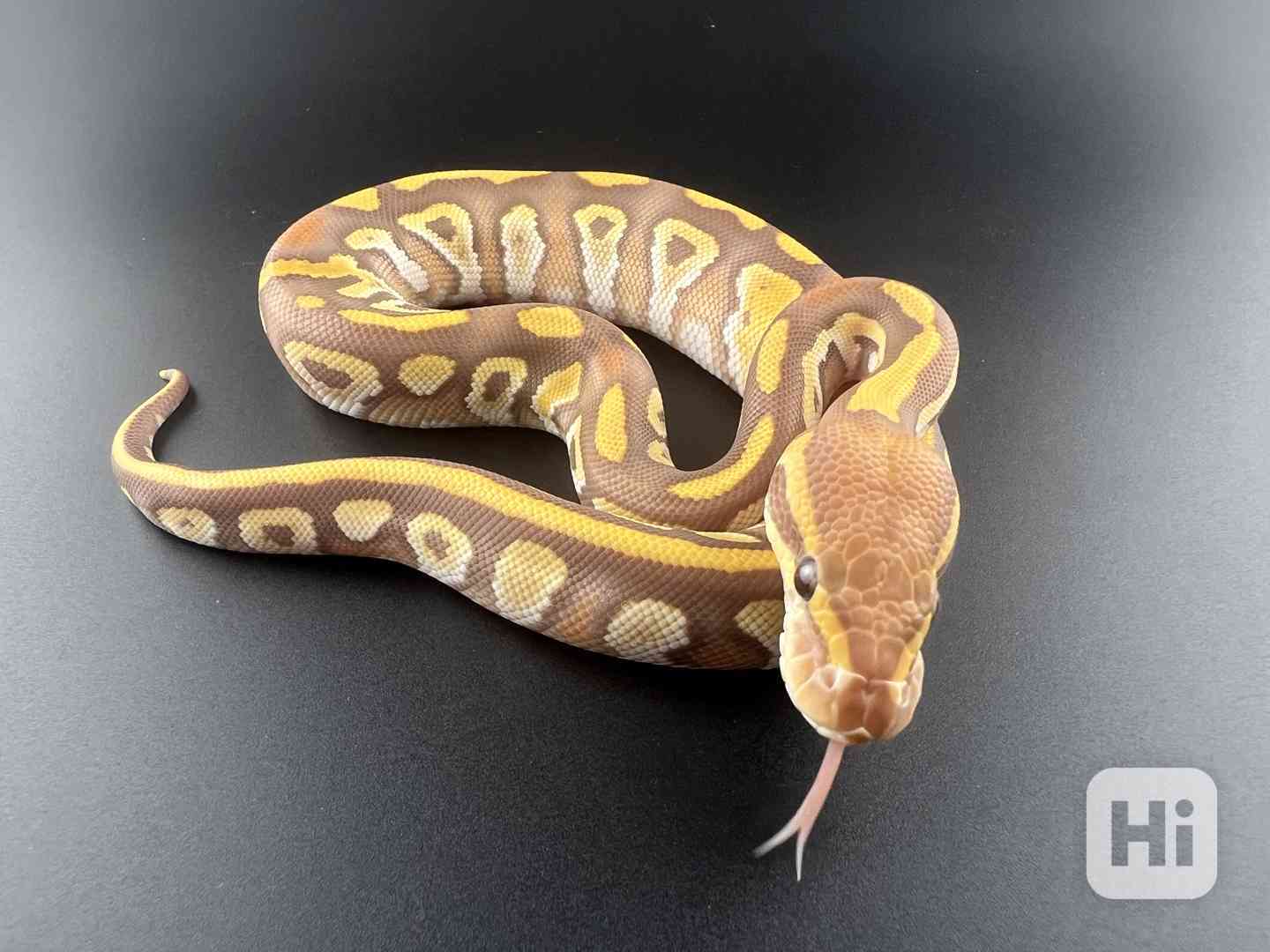 Krajta královská (Python regius) - foto 1