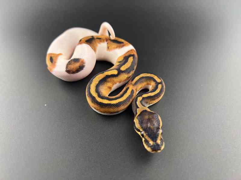 Krajta královská (Python regius) - foto 4