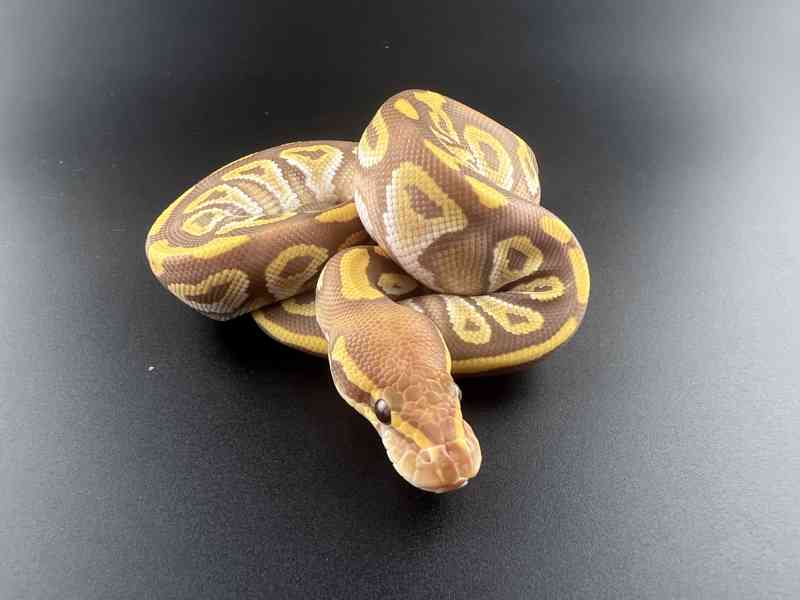 Krajta královská (Python regius) - foto 2