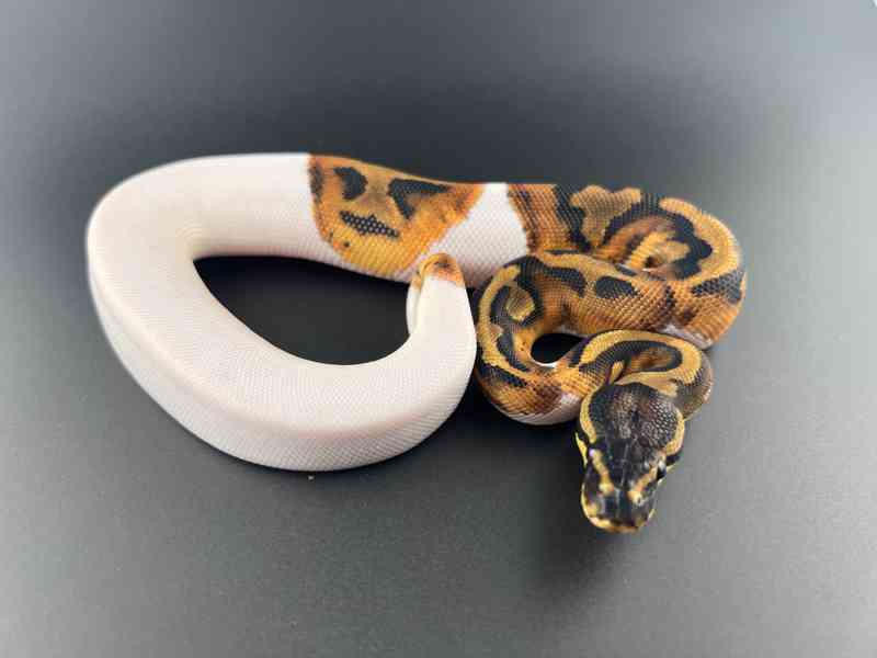 Krajta královská (Python regius) - foto 7