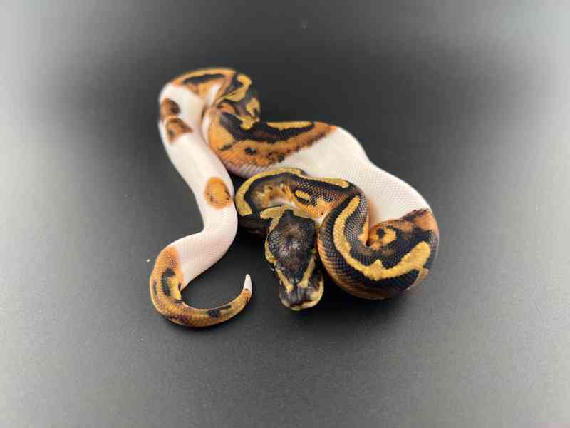 Krajta královská (Python regius) - foto 3