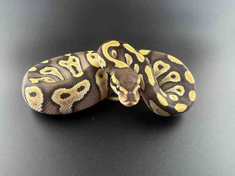 Krajta královská (Python regius) - foto 8