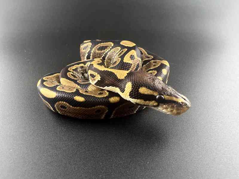 Krajta královská (Python regius) - foto 10