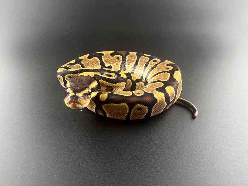Krajta královská (Python regius) - foto 9