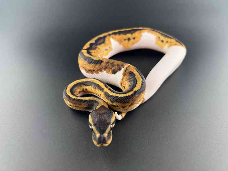 Krajta královská (Python regius) - foto 5