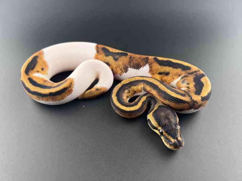 Krajta královská (Python regius) - foto 6