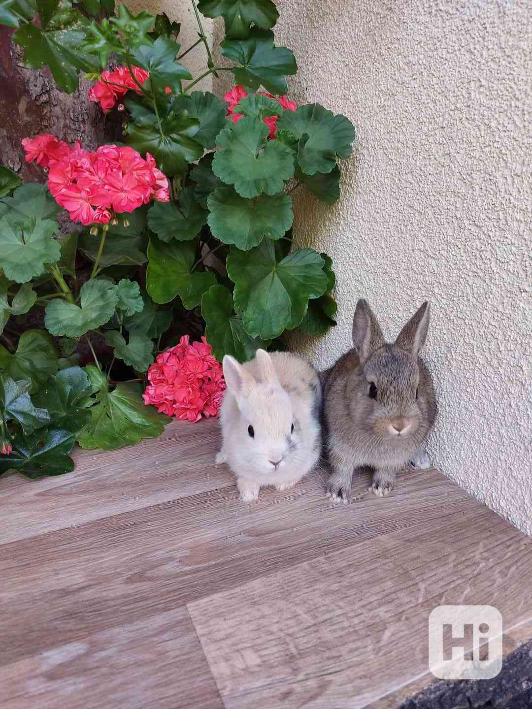 Zakrslý králík hladkosrstý - sameček - foto 1