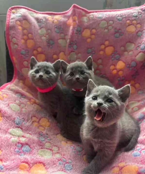 Koťátka ruské modré koťátka k adopci - foto 2