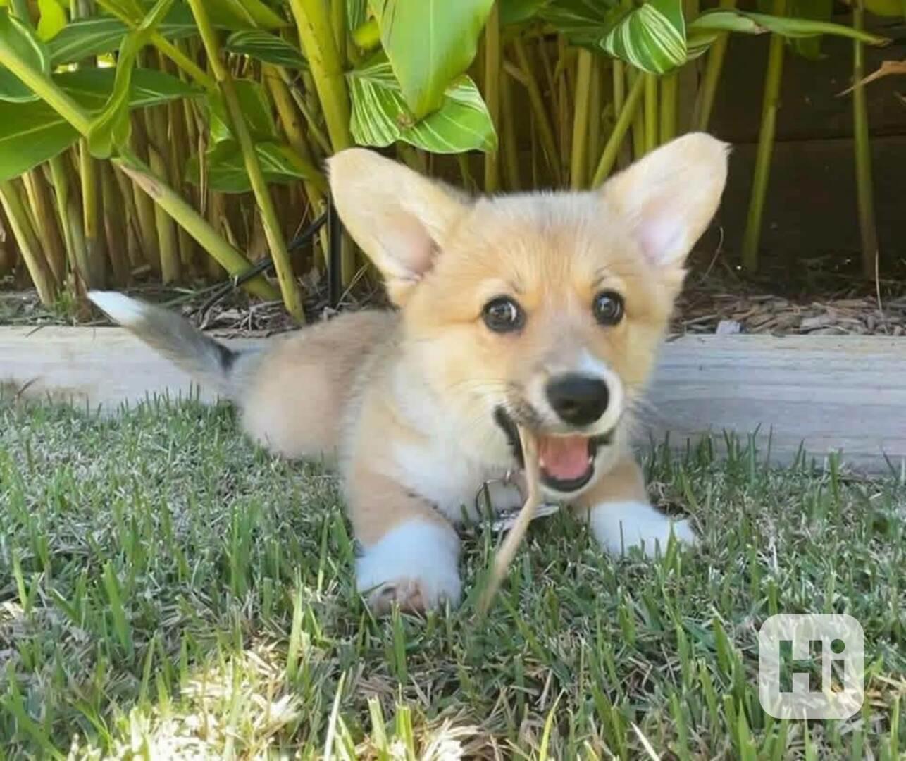 Kvalitní štěňata corgi k adopci zdarma!!! - foto 1
