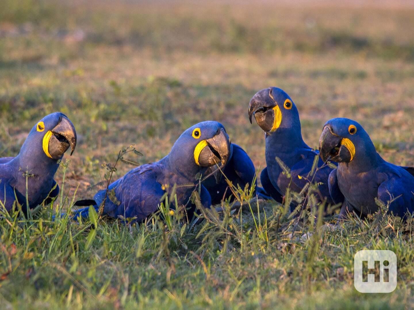 Arové hyacintové - foto 1