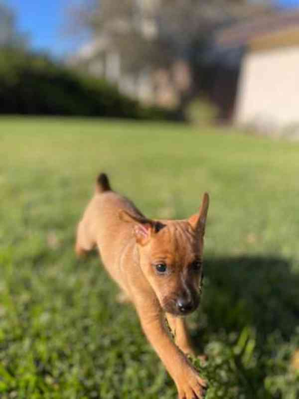 Jack Russell-Patterdale teriér Štěňata. - foto 3