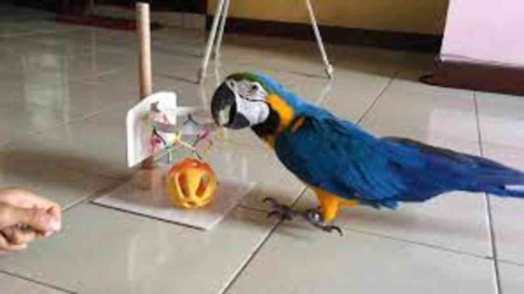 Papoušci ara na prodej - foto 2