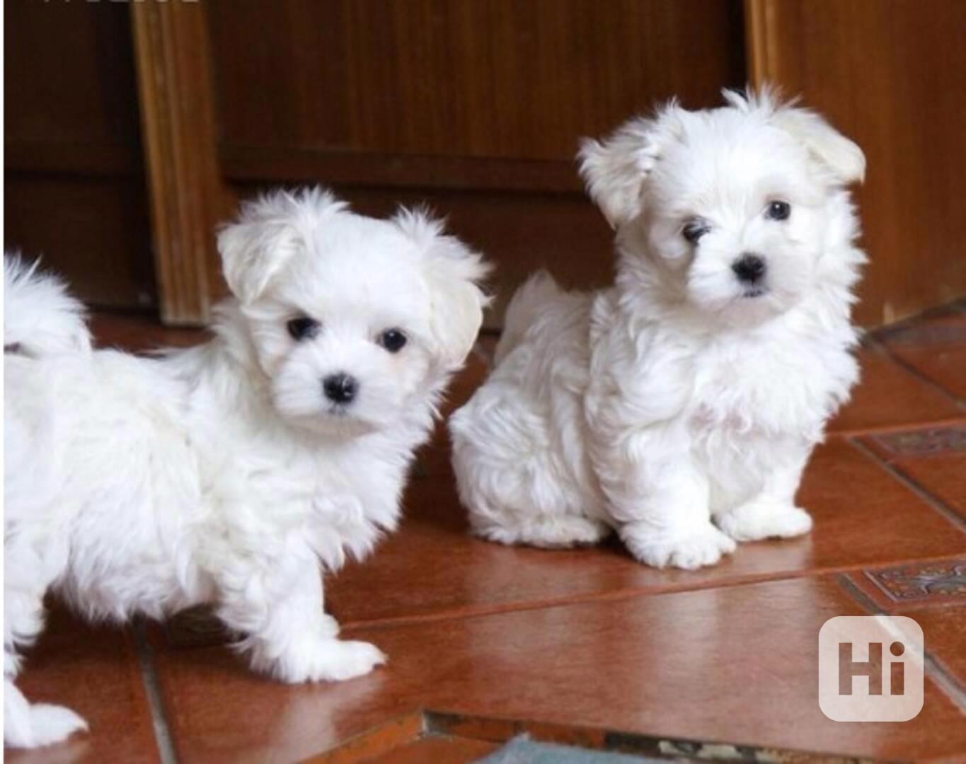 Maltézská štěňata - foto 1