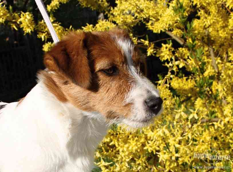 Jack Russell terrier s PP - foto 1