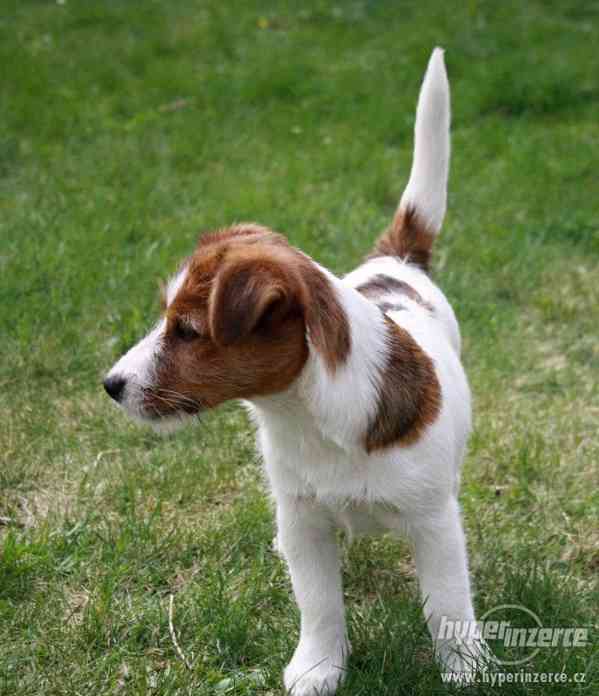 Jack Russell terrier s PP - foto 4