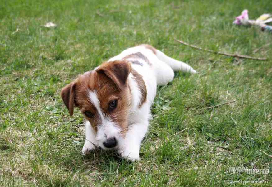 Jack Russell terrier s PP - foto 5