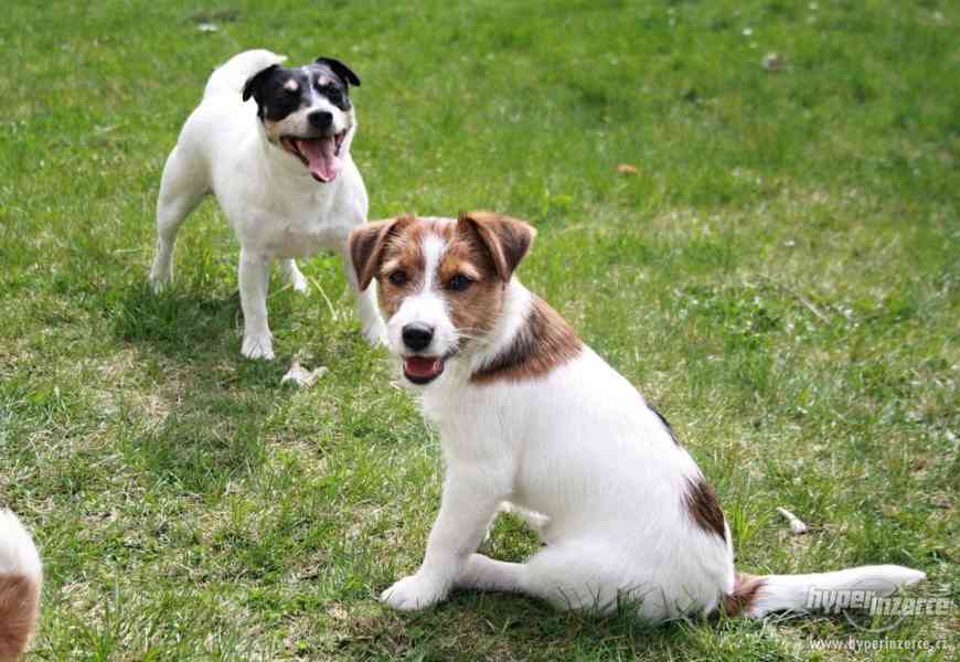 Jack Russell terrier s PP - foto 6