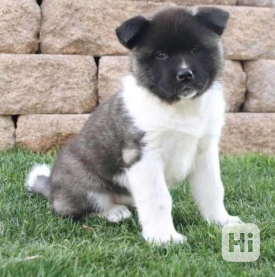 Domácí chov Akita inu - foto 1
